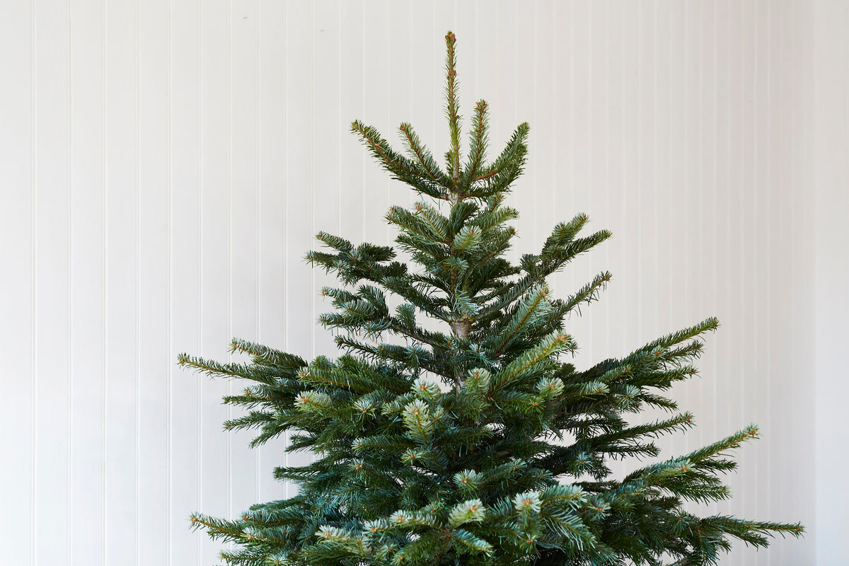 Christmas Trees Leyton, East London Premium Nordmann Non Drop trees Host