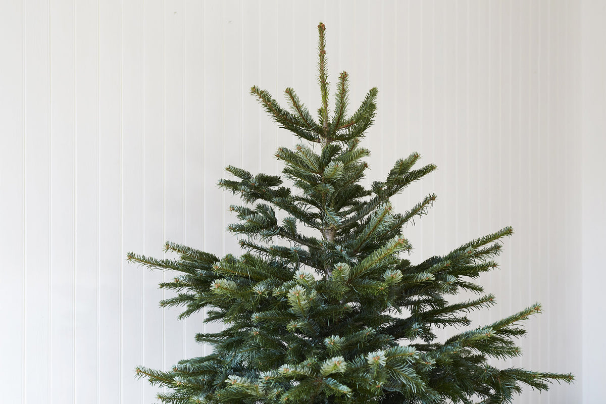 Christmas Trees Leyton, East London Premium Nordmann Non Drop trees Host