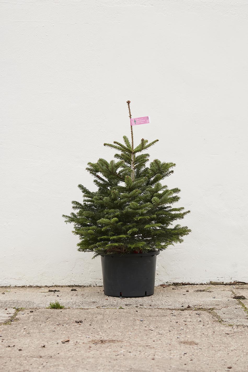Premium cut Nordmann Fir non-drop Christmas trees.