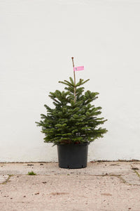 Premium *Potted* Nordmann Fir non-drop Christmas trees.