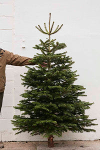 Premium cut Nordmann Fir non-drop Christmas trees.