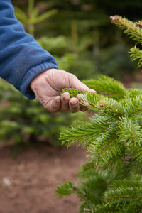 Hand with mud under finger nails feeling the pine of a nordmann fir christmas tree